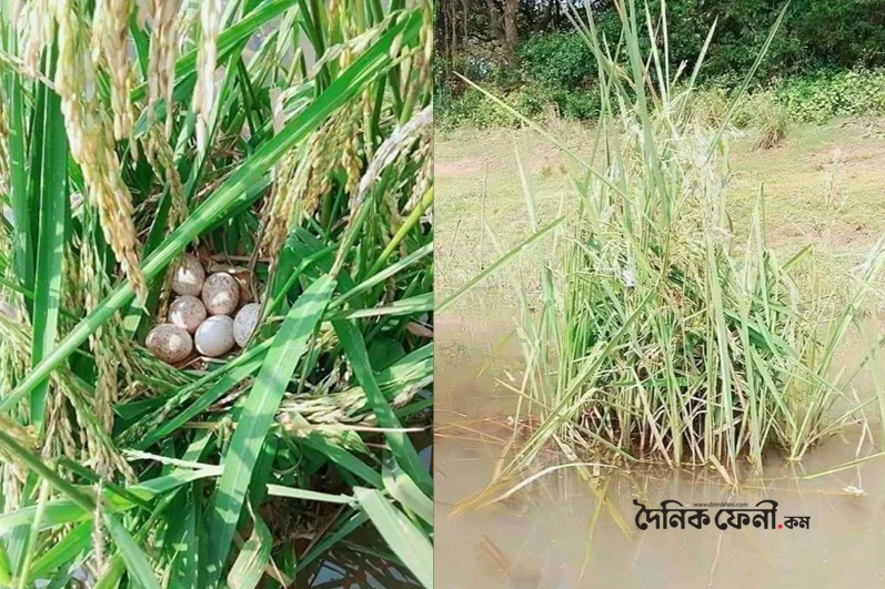 সেই মহানুভব ব্যক্তির পরিচয় জানা গেল না