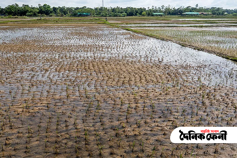 ক্ষতির পরিমাণ ১৫ কোটি ৪৪ লাখ টাকা : দাগনভূঞায় বন্যায় নষ্ট  ৯৩৪ হেক্টর জমির ফসল