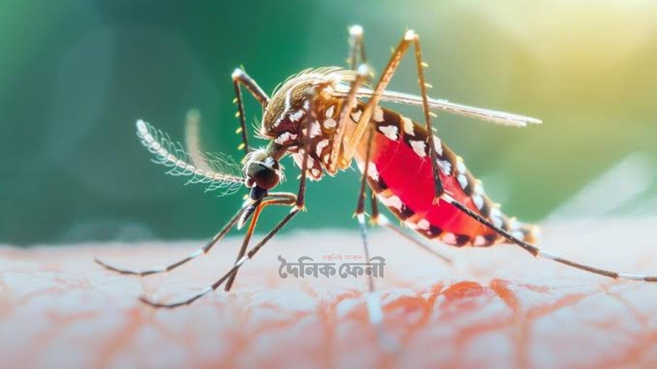ফেনীতে চলতি বছরে ডেঙ্গু  শনাক্তের প্রায় অর্ধেকই আগস্টে