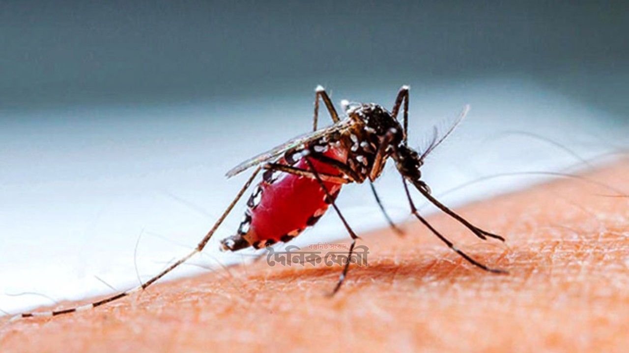 ফেনীতে রেকর্ড ছাড়িয়েছে ডেঙ্গু