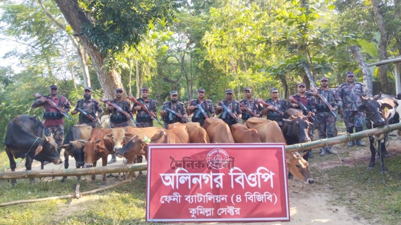 ফেনী সীমান্তে বিজিবির অভিযানে অর্ধকোটি টাকার মদ ও গরু জব্দ