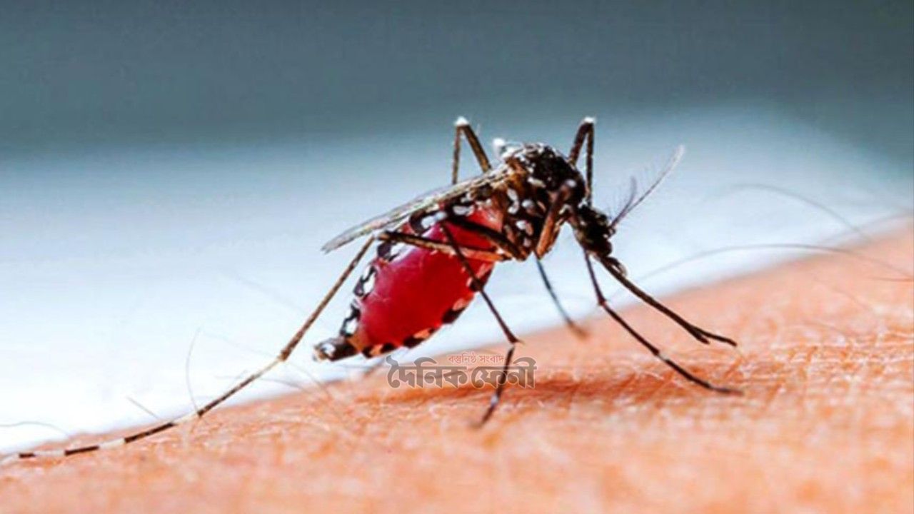 ফেনীতে কমছে না ডেঙ্গু শনাক্তের হার